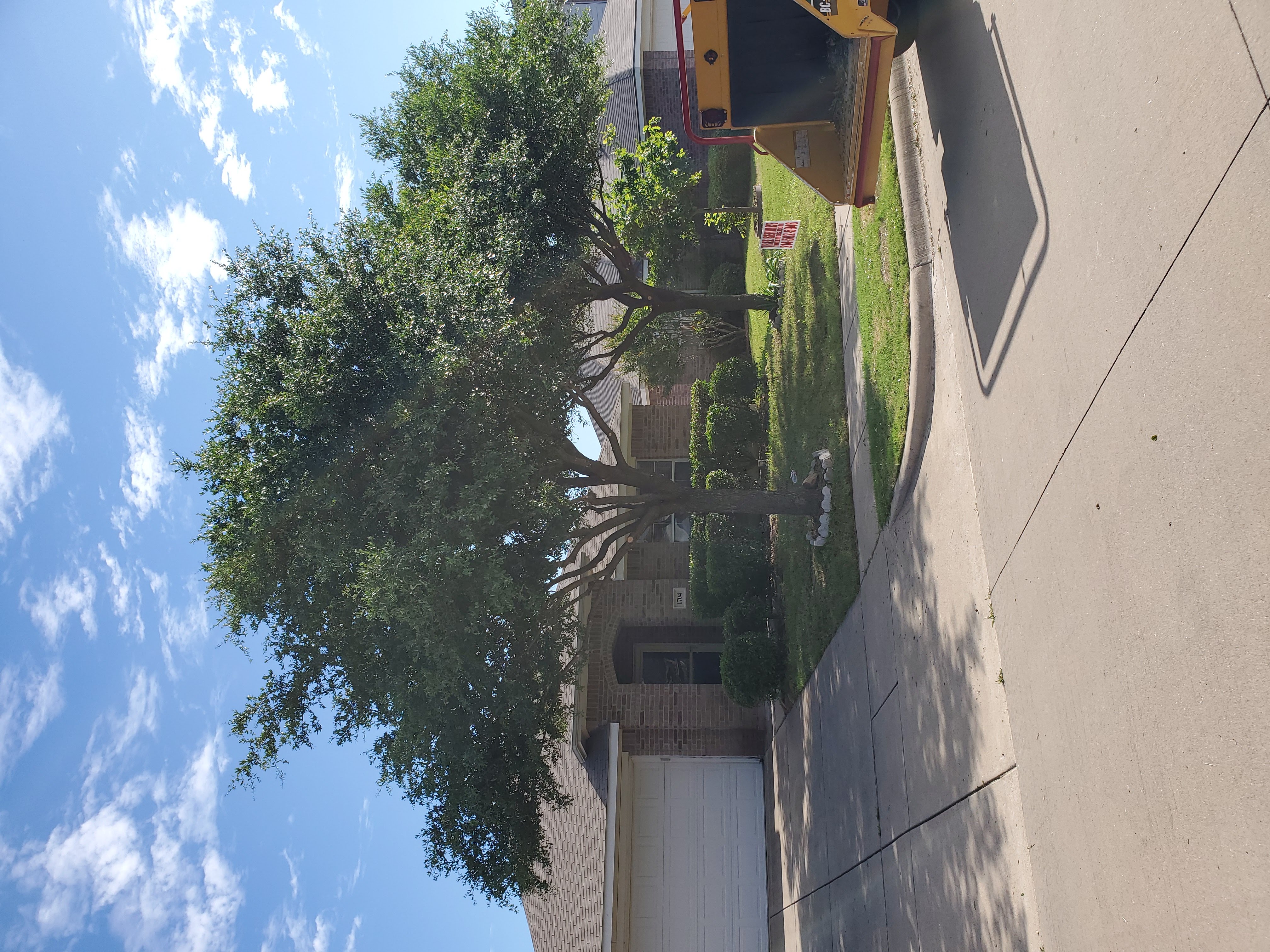 After structural pruning: thinned canopy with improved airflow and light in a McKinney, Texas front yard
