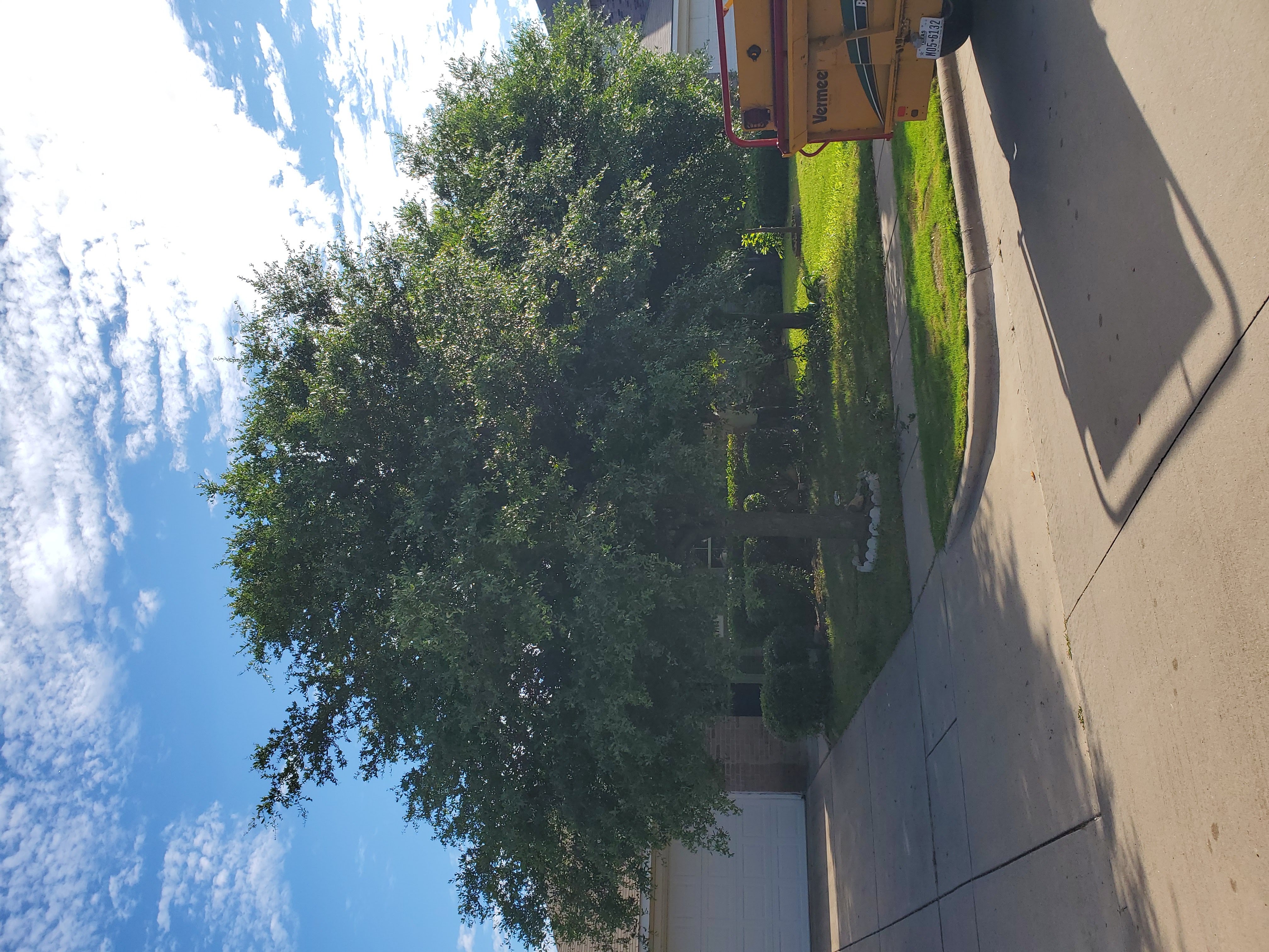 Before structural pruning: mature front-yard trees with dense canopies shading a McKinney, Texas home