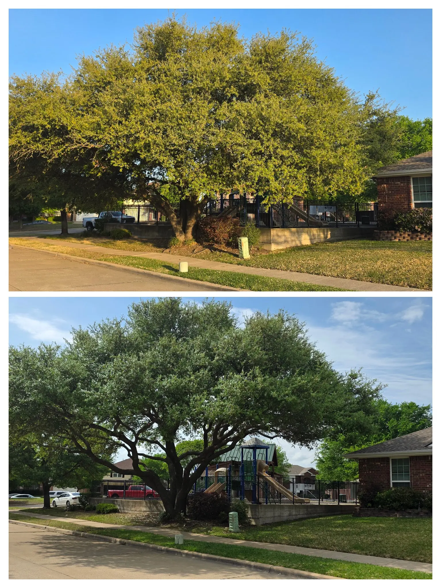 Before and after tree pruning at an HOA playground in Wylie, Texas showing improved canopy structure and visibility